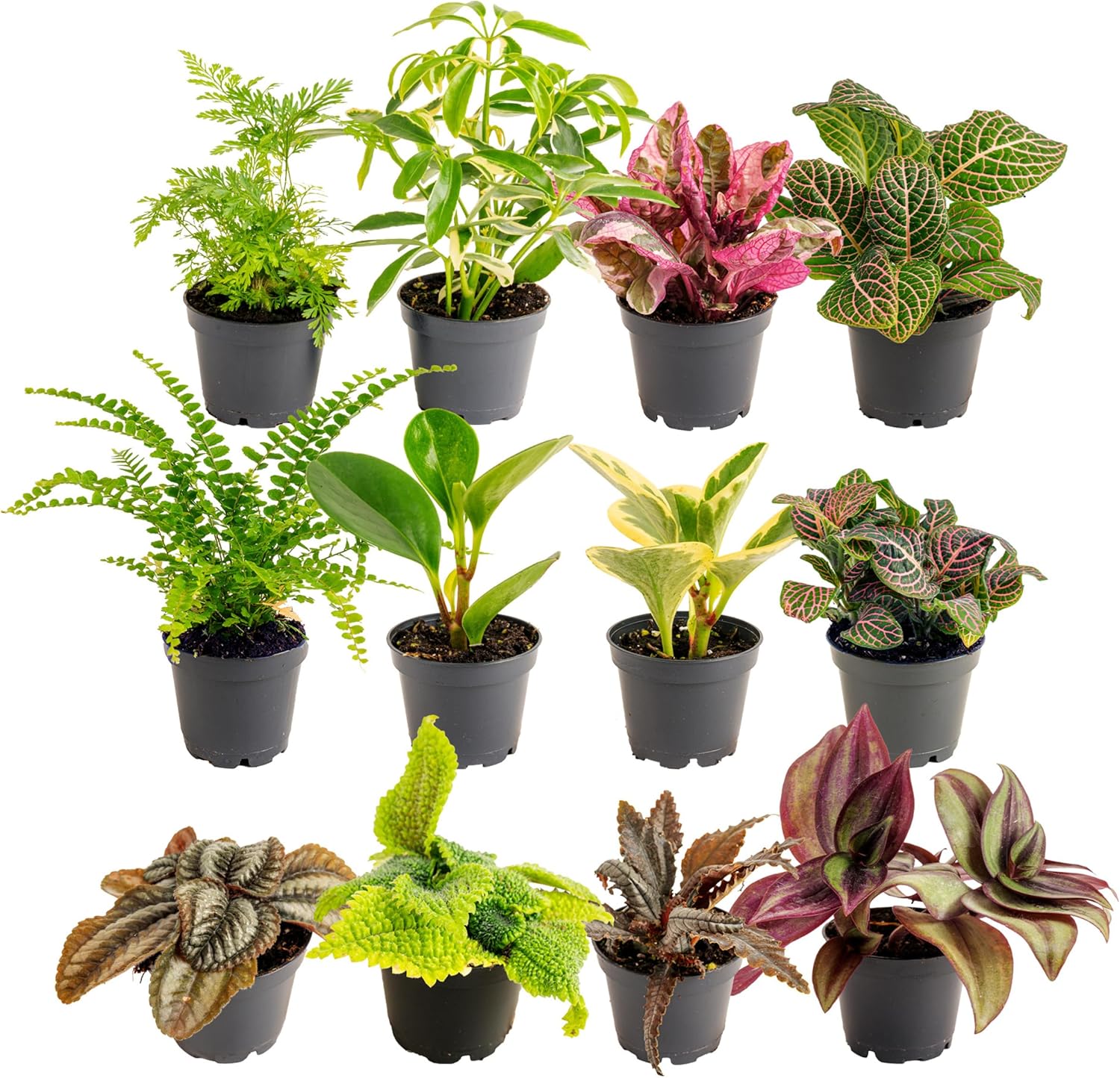 Costa Farms Live Plants (Pack of 12), Easy to Grow Live Indoor Houseplants in 2.5-Inch Plant Pots, Hand-Selected Varieties, Home and Room Decor