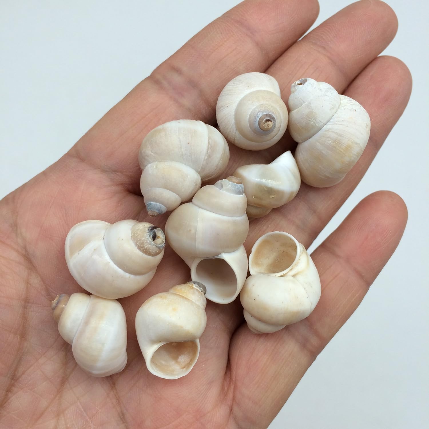 PEPPERLONELY Small Land Snail Sea Shells, 4 OZ Apprx.180+ PC Shells, 3/4 Inch ~ 1 Inch