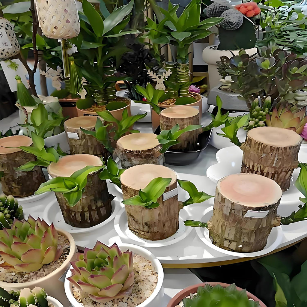 Brazilian Wood Plant, Brazil Lucky Wood Potted Plant with Decorative Tray and Doll, Easy to Care, Decor for Home and Office – Gift for Housewarming, Good Luck, and Prosperity（2pcs）