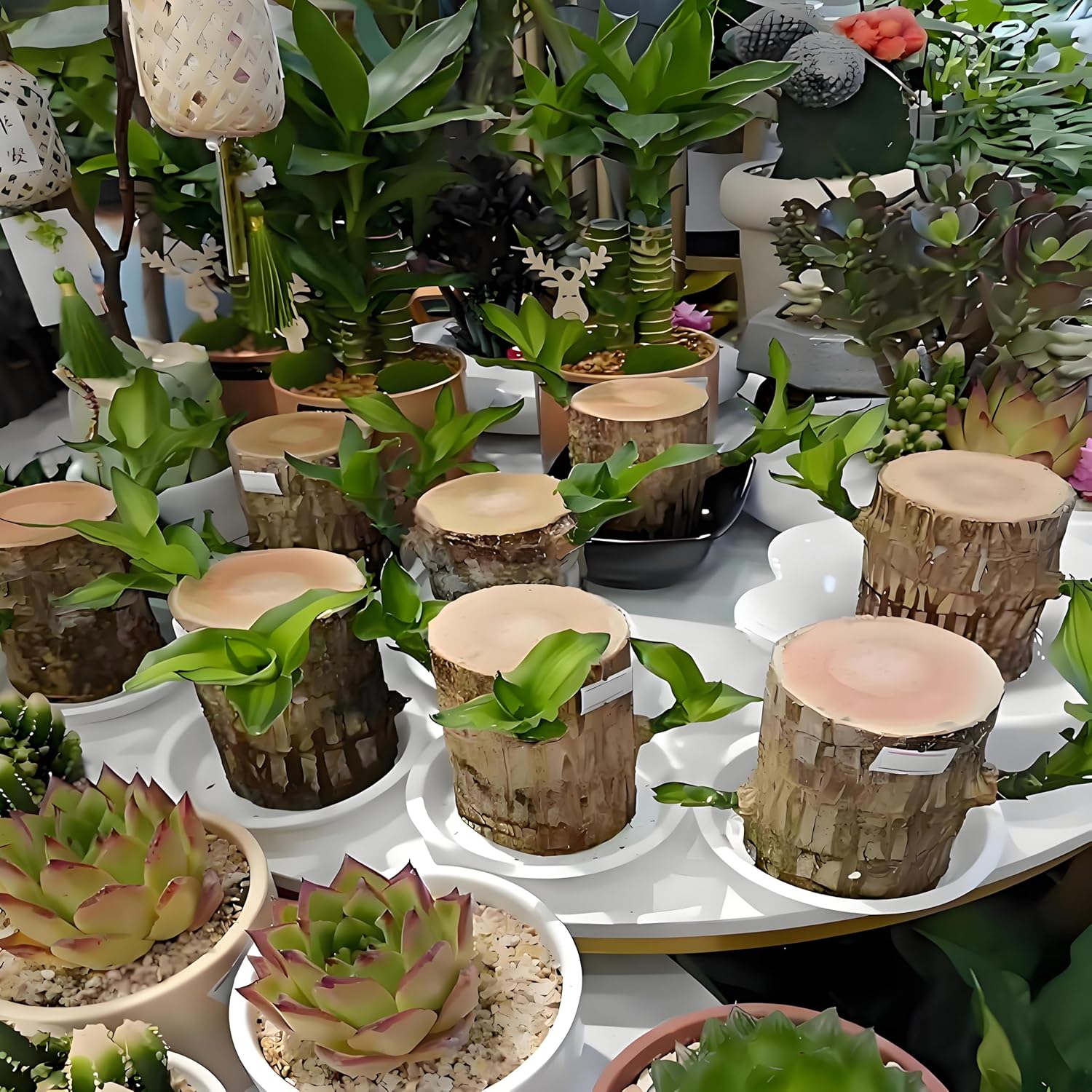 Brazilian Wood Plant, Brazil Lucky Wood Potted Plant with Decorative Tray and Doll, Easy to Care, Decor for Home and Office – Gift for Housewarming, Good Luck, and Prosperity（2pcs）