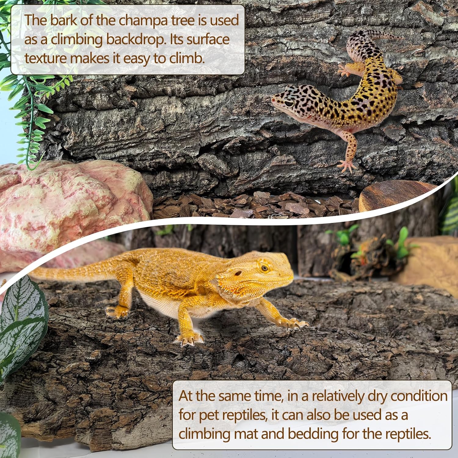 Hamiledyi Cork Terrarium Background 11.8x7.9in 6PCS Natural Reptile Cork Bark Flats Terrarium Board Bearded Dragon Climbing Wall Mat Tank Decor for Lizard Chamelon Snake Turtle Spider Crested Gecko