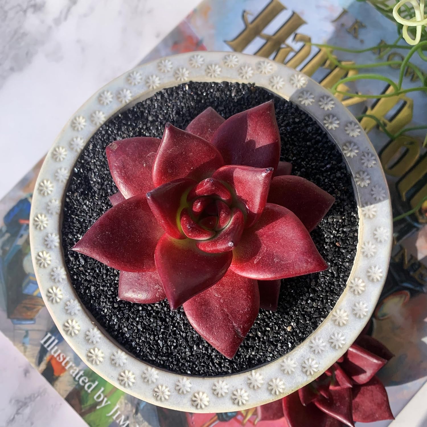 Echeveria Agavoides v Romeo Rubin Big Rare Live Succulent Plants, 1 Head 2-2.5" Bare Root Without Pot & Soil, Garden Indoor Office Desk Baby Shower Decoration, Friend Plant Lovers Gifts