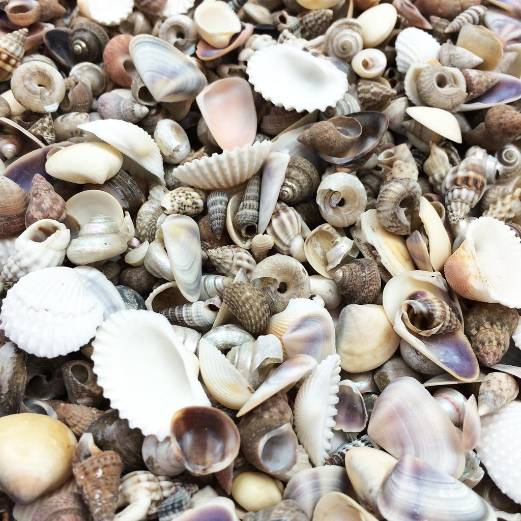 PEPPERLONELY Tiny Mix Sea Shells, Small Shells Mixed, 8 OZ Apprx. 1400+ PC Shells, 1/4 Inch ~ 5/8 Inch