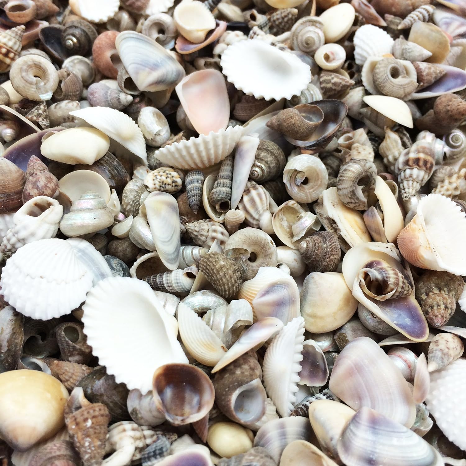 PEPPERLONELY Tiny Mix Sea Shells, Small Shells Mixed, 8 OZ Apprx. 1400+ PC Shells, 1/4 Inch ~ 5/8 Inch