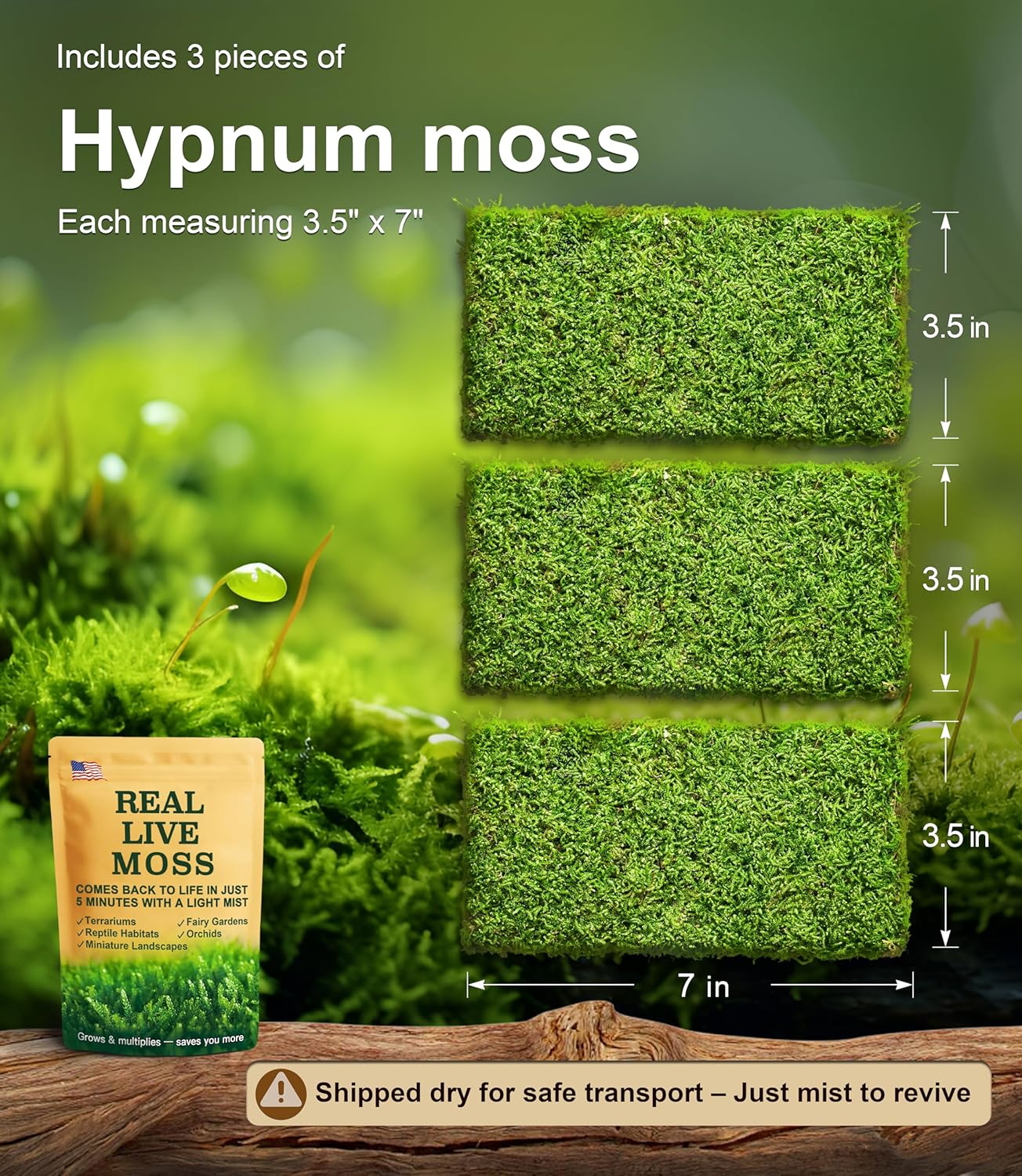 Real Live Hypnum Moss (8"x8") – Natural Sheet Moss for Terrariums, Bonsai, Reptile Habitats & Fairy Gardens – Reusable, Easy to Shape & Revives Quickly with Mist