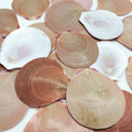 PEPPERLONELY 20PC Brown Sun & Moon Flat Shells Scallop Sea Shells, 2 Inch ~ 3 Inch