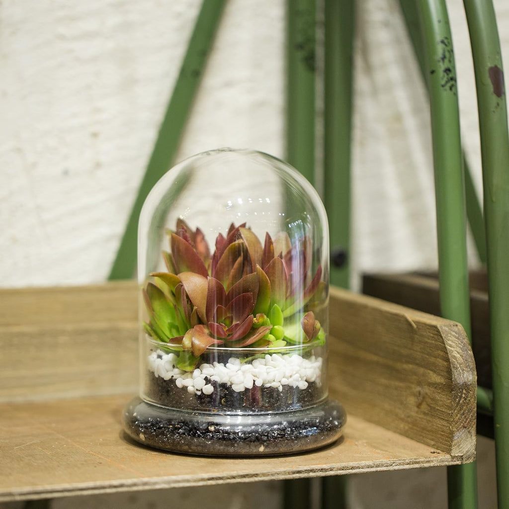 NCYP Small Clear Decorative Glass Terrarium Cloche with Air Hole - 4.7 x 4.7 x 6.3 Inches Glass Dome with Base for Miniature Succulents - Display Storage (No Plants Included)