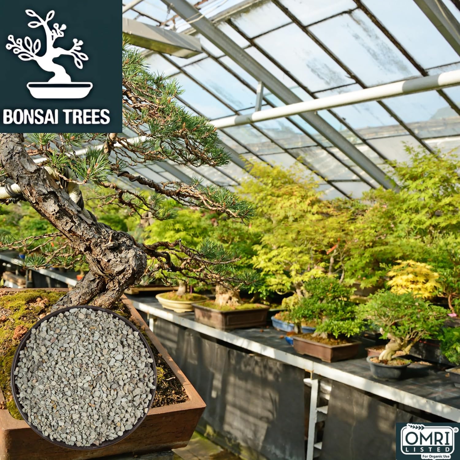 Zeolite Rocks Regular Size 12 Pounds 2 x 6 lb Bags for Succulents Bonsai Trees Odor Control and Soil Drainage