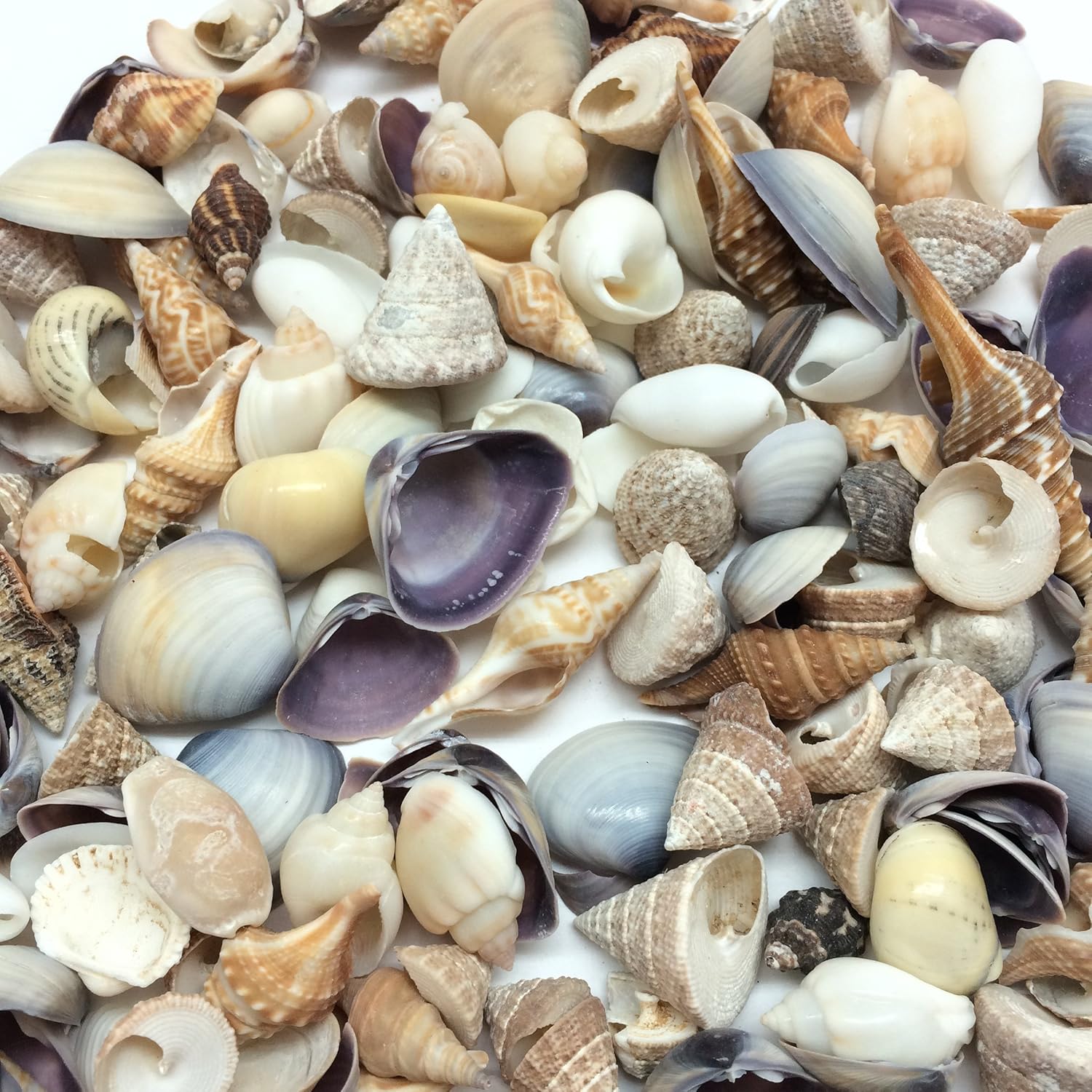 PEPPERLONELY Small Mix Sea Shells, Very Clean, 8 OZ Apprx. 340+ PC Shells, 1/2 Inch ~ 1 Inch