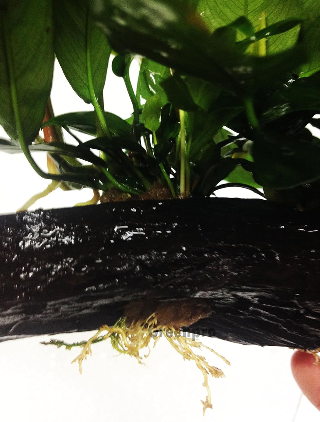 Anubias Nana + Minima Live Aquarium Plants on Driftwood for Freshwater Fish Tank by greenpro