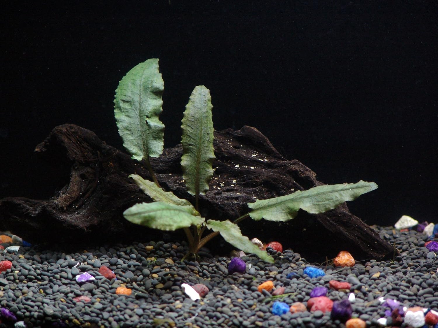 24 Plants Bundle / 6 Species Live Aquarium Plants Package - Microsorum, Amazon Sword, Anubias, Moneywort, Hornwort, etc. (100+ Gallon Aquariums)