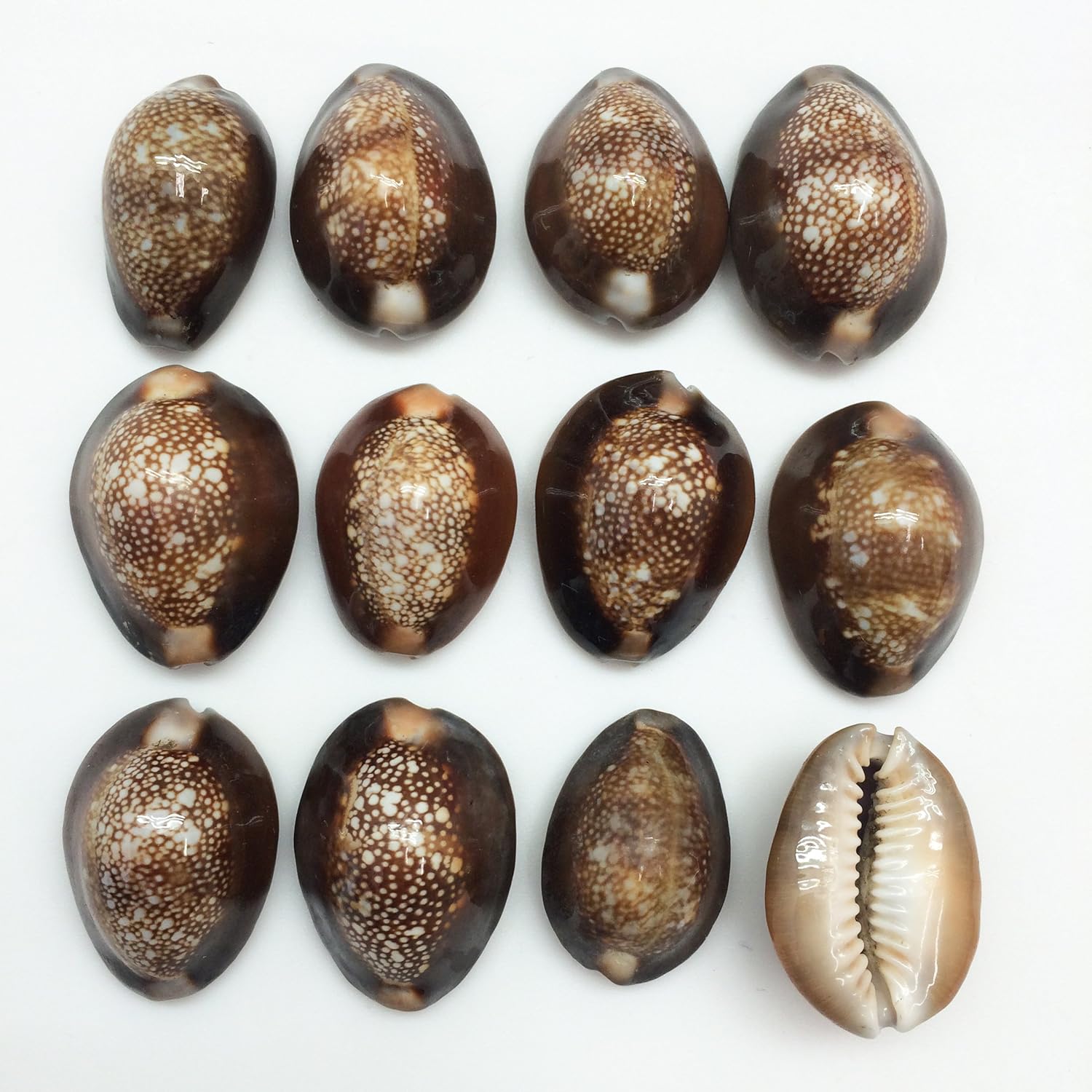 PEPPERLONELY 12PC Serpent's Head Cowrie Sea Shells, Cyprae Caputserpentis Shells, 3/4 Inch ~ 1-1/4 Inch