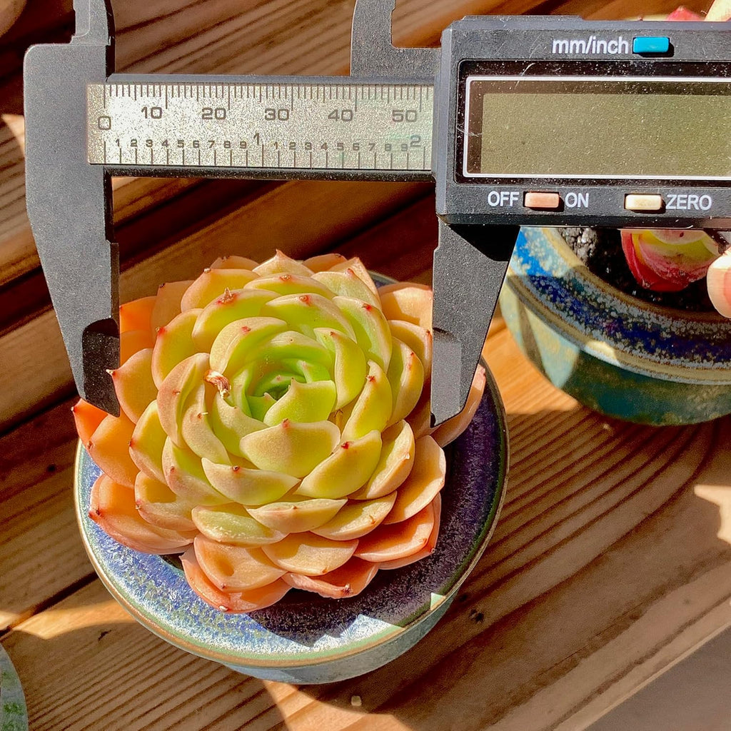 Echeveria Onslow Rare Live Succulent Plants, Orange 1 Head 2.5" Live Plant, Package Without Pot & Soil, Garden Indoor Office Desk, Wedding Party Baby Shower Decoration, Friend Plant Lovers Gifts