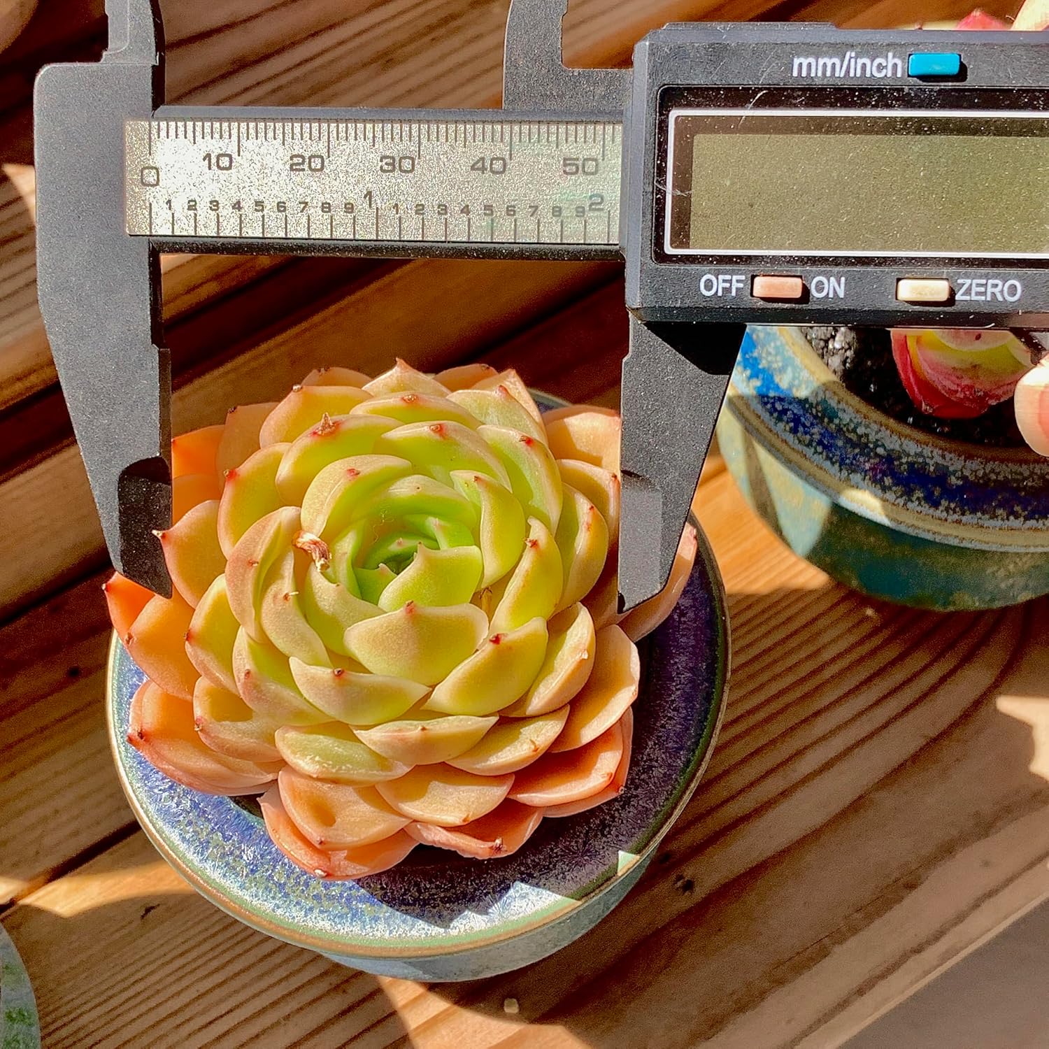 Echeveria Onslow Rare Live Succulent Plants, Orange 1 Head 2.5" Live Plant, Package Without Pot & Soil, Garden Indoor Office Desk, Wedding Party Baby Shower Decoration, Friend Plant Lovers Gifts