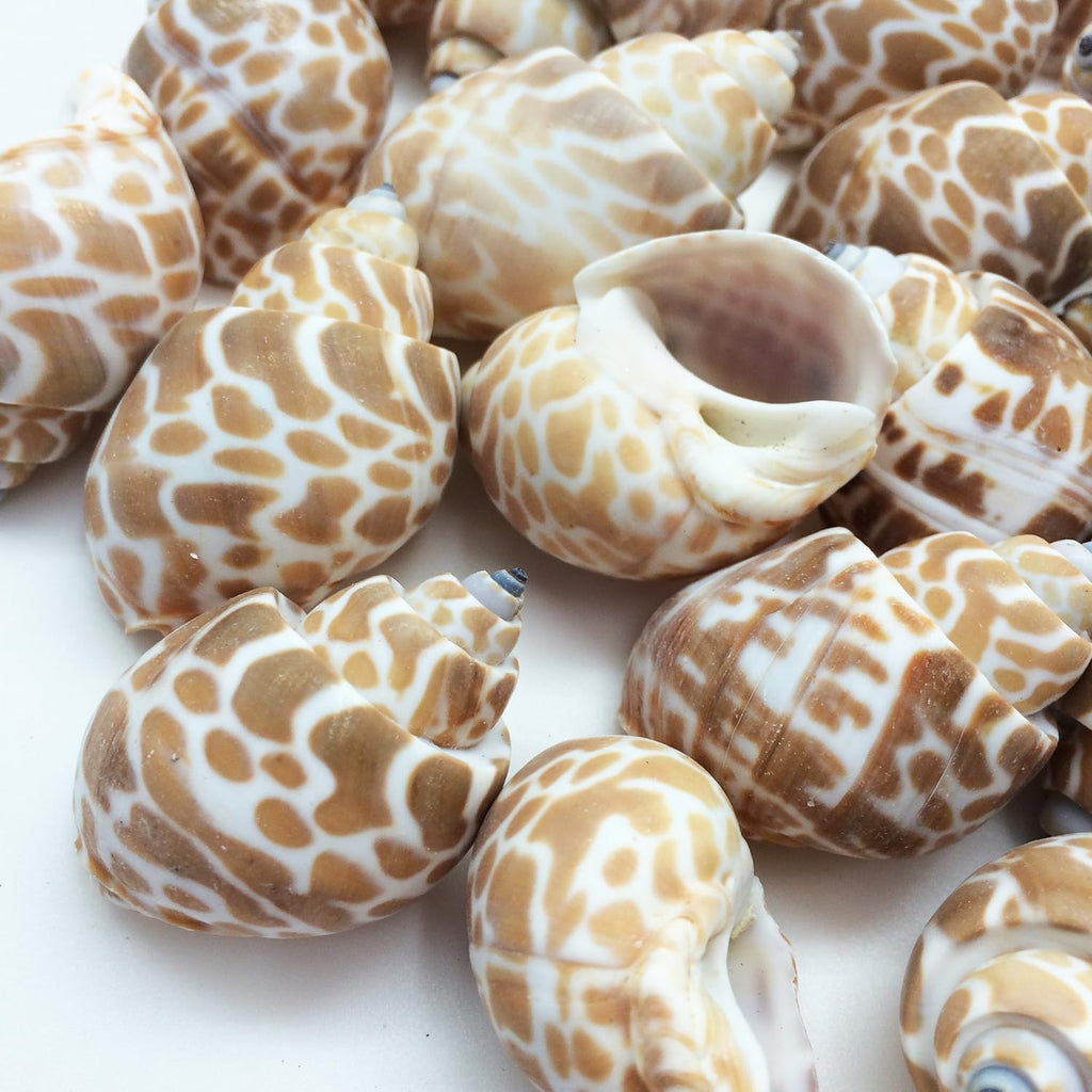 PEPPERLONELY 20PC Babylonia Spirata Hermit Crab Sea Shells, 1-1/4 Inch ~ 1-3/4 Inch