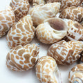 PEPPERLONELY 20PC Babylonia Spirata Hermit Crab Sea Shells, 1-1/4 Inch ~ 1-3/4 Inch