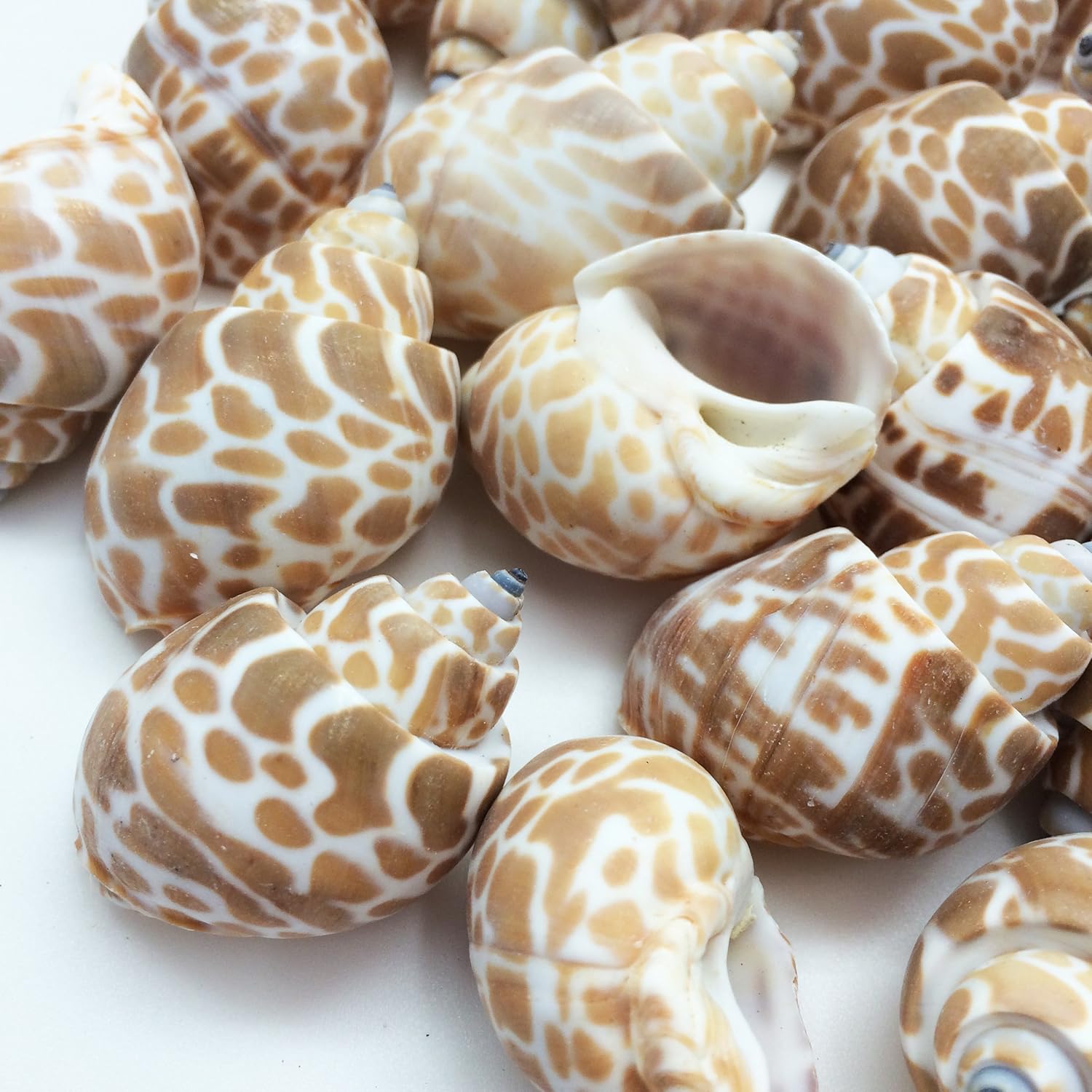 PEPPERLONELY 20PC Babylonia Spirata Hermit Crab Sea Shells, 1-1/4 Inch ~ 1-3/4 Inch
