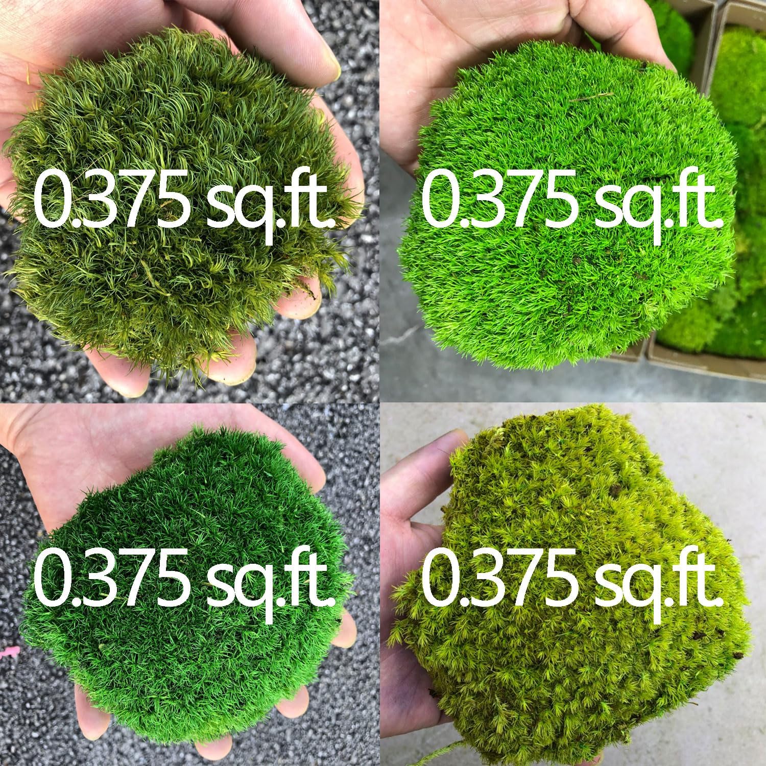 Moss No Bowl 4 Color Mix Pack Preserved Pole Moss Pillow Bun Cushion Natural Decorative DIY Kit Art Wall Florist Easter Decor (1.5 sq.ft, Green-A,B,C-D)