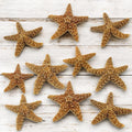 Tumbler Home Real Starfish Décor - 10pcs - 4" - 6" Large Starfish for Crafts, Beach House Décor, Chirstmas Ornaments & Nautical Decorations