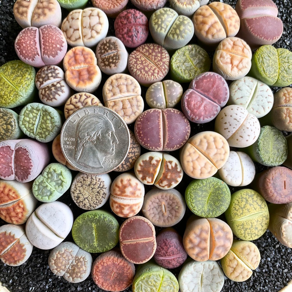 Lithops Random Mix Rare Live Succulent Plants, 30/50/100 Pcs Succulent Live Plant, Bare Root Without Pot Soil, Garden Indoor Office, Friend Plant Lovers Gifts (Large 50pcs)