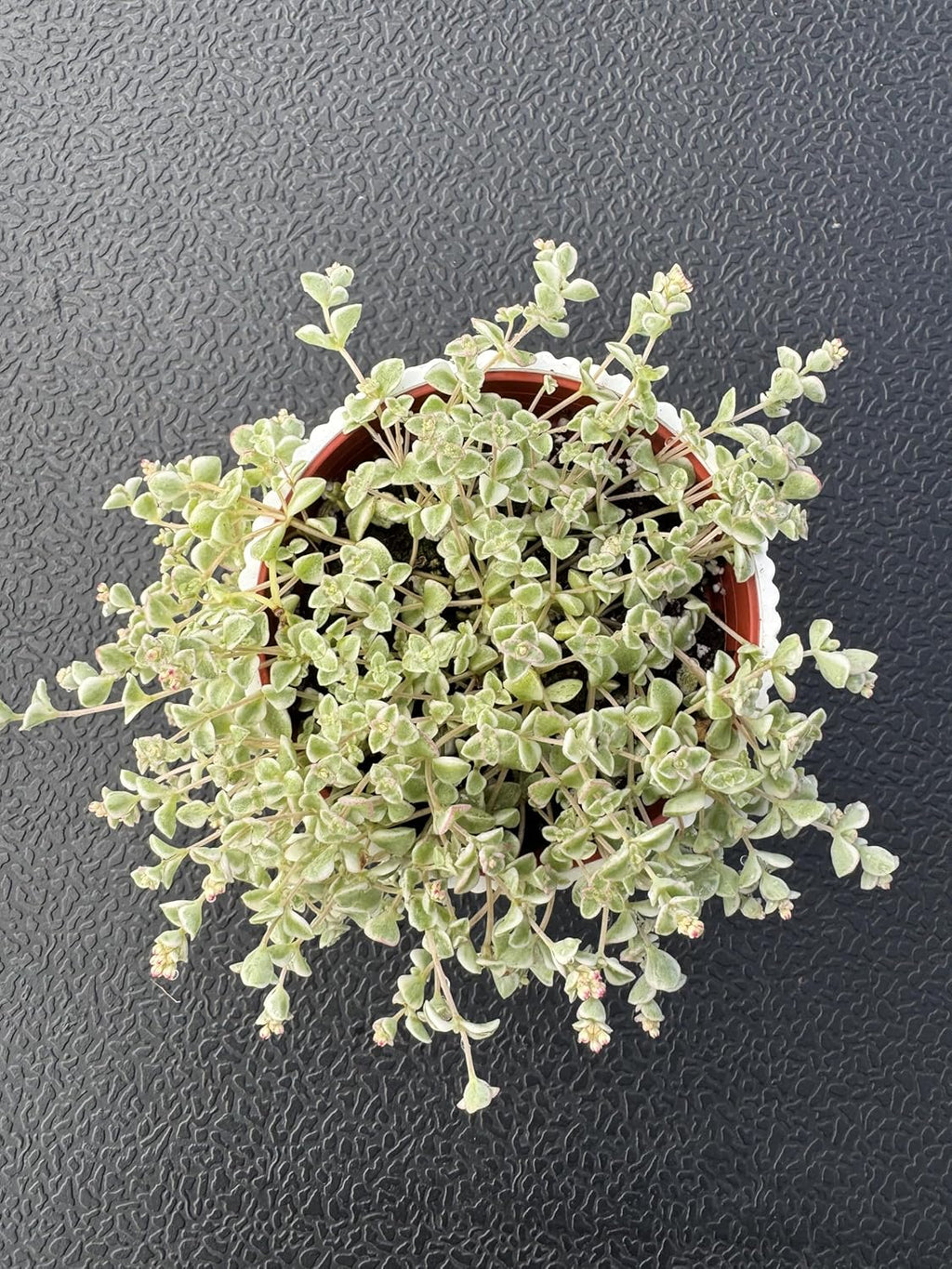 4" Sedum Little Missy Variegated with White Stripe Pot, Live Trailing Succulent Rare House Plant for Home Office Wedding Hanging Decoration, DIY Projects, Party Favor