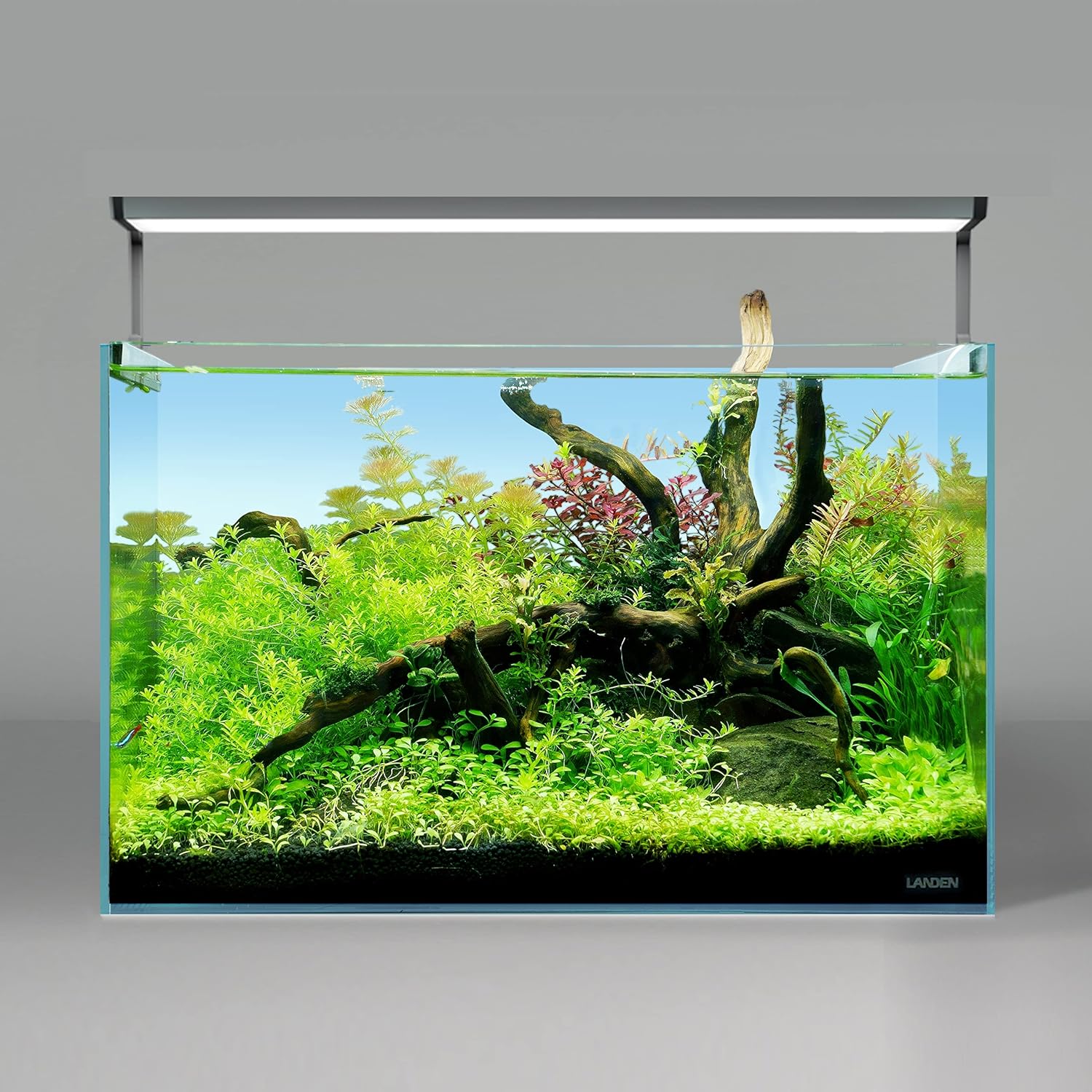 LANDEN Kueiyang Hornwood for Aquascaping, Aquarium Driftwood Decor, Natural Branches(12-14 inches, 30-35cm) 4pcs Terrariums Vivariums Reptile and Amphibian Enclosures Various Shapes