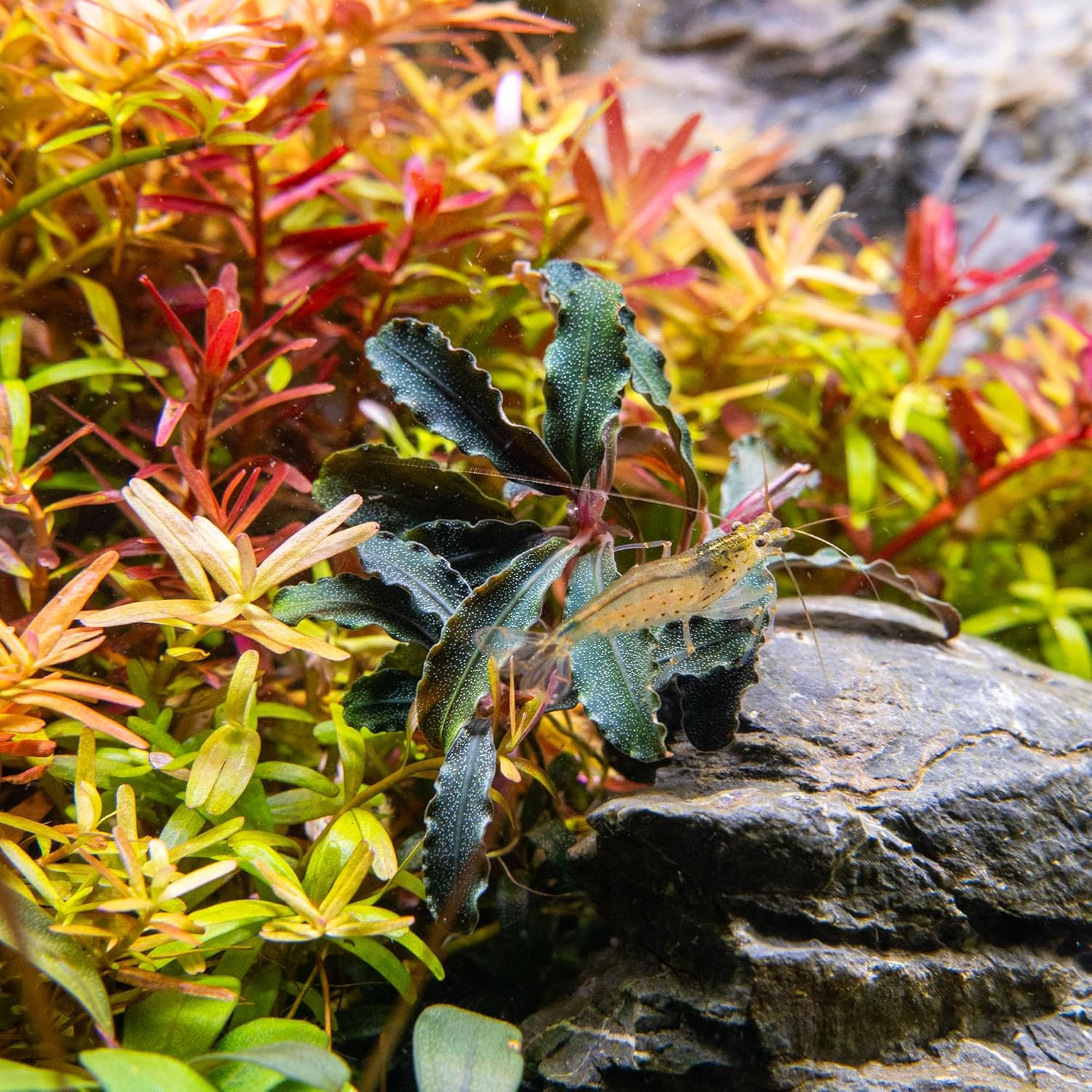 Ultum Nature Systems Bucephalandra Red Mini Tissue Culture Live Plant for Aquarium, Freshwater Fish Tank, Aquascaping - 100% Snail Free in Vitro (Small Cup)