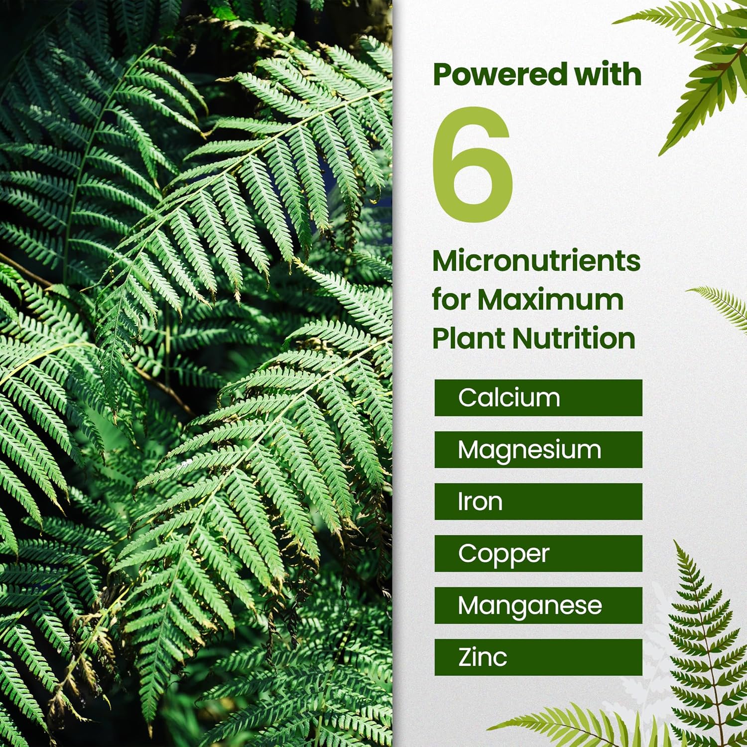 16oz Fern Fertilizer for Live Ferns - Makes 32 Gallons of Fertilizer for Ferns, Indoor Plant Food for Greener Growth and Dense, Resilient Fronds with Intricate Texture - Ideal for All Fern Plant Live
