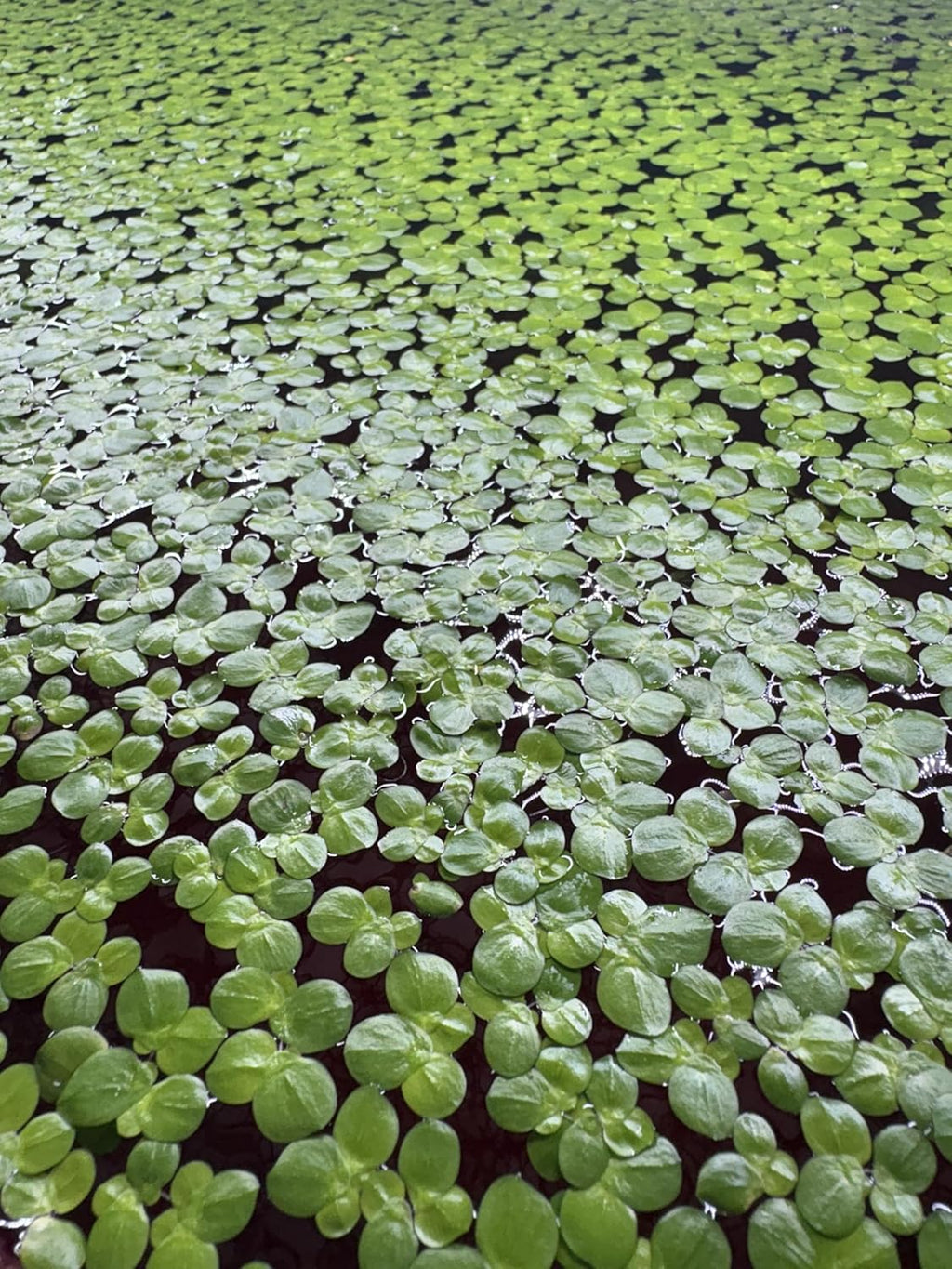 Giant Duckweed, Live Aquarium Floating Plant, Spirodela polyrhiza, 60+ Plants - Buy2Get1