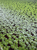 Giant Duckweed, Live Aquarium Floating Plant, Spirodela polyrhiza, 60+ Plants - Buy2Get1