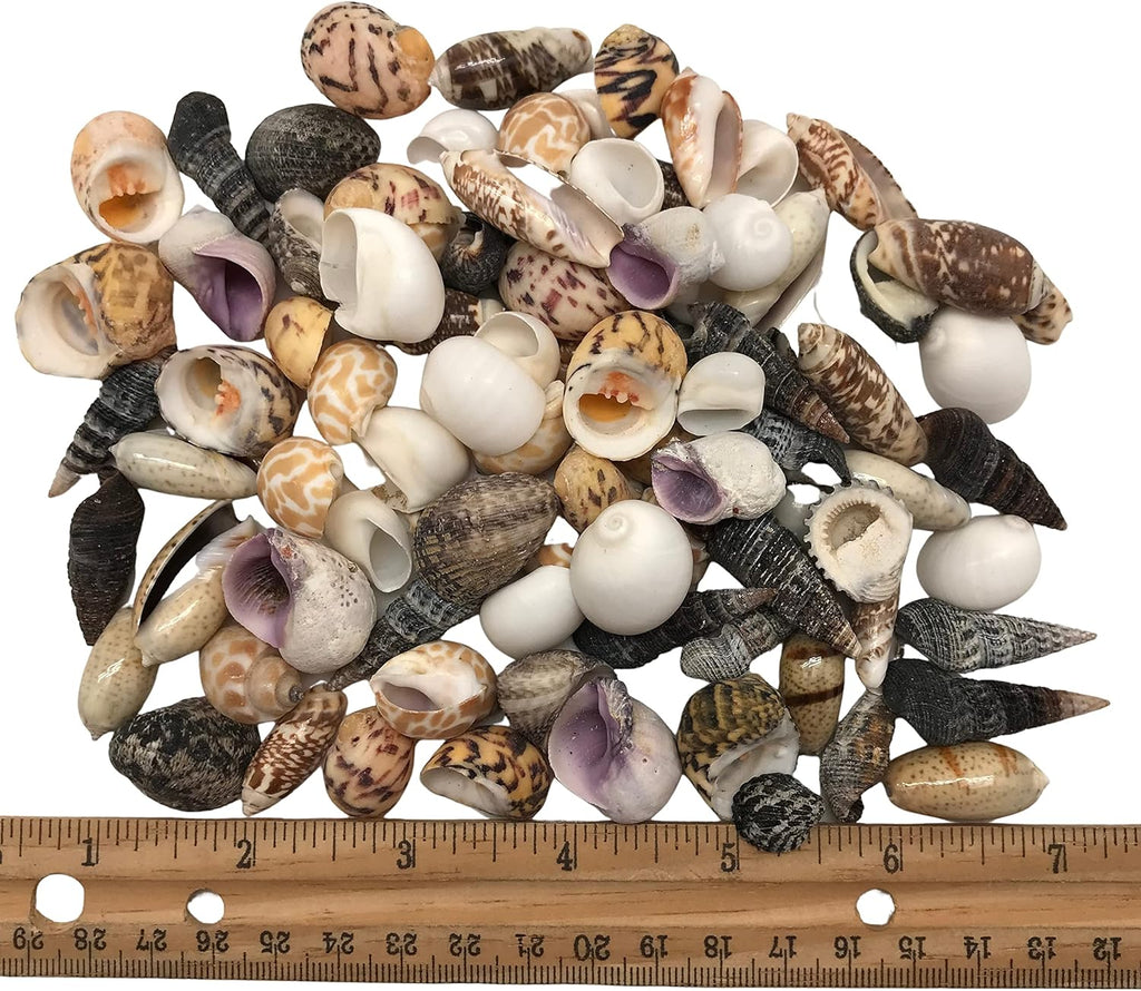 PEPPERLONELY Indian Ocean Small Mix Sea Shells, 6 oz Small Shells Mixed, 1/2 Inch ~ 1-1/4 Inch