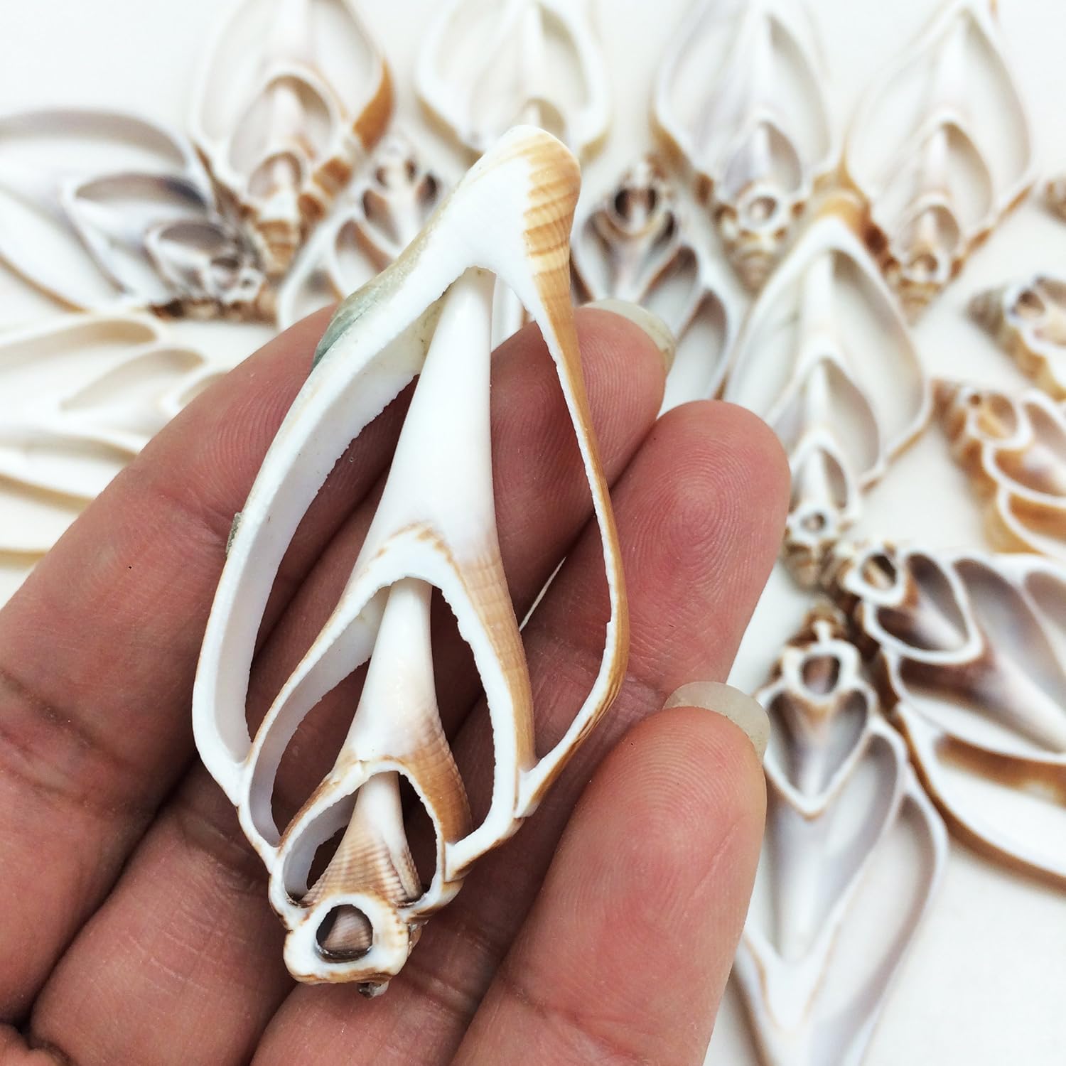 PEPPERLONELY 20 PC Center Cut Strombus Canarium Sea Shells, 2 Inch ~ 2-1/2 Inch