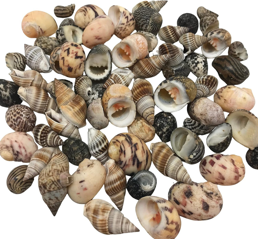 PEPPERLONELY Small Mix Sea Shells, Very Clean, 6 OZ Apprx., 1/2 Inch ~ 1-1/4 Inch