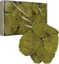 TurelinnG Preserved Moss Decor - Real Forest Moss, Moss for Crafts, Flexible for DIY Crafts, Home, Wall, Terrarium, Art Projects(Yellow Green 2 sq.ft)