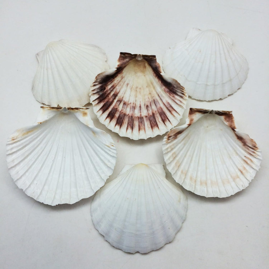 PEPPERLONELY 6 PC Large Great Scallop Sea Shells, Irish Deeps or Irish Baking Shells, 4 Inch ~ 4-1/2 Inch