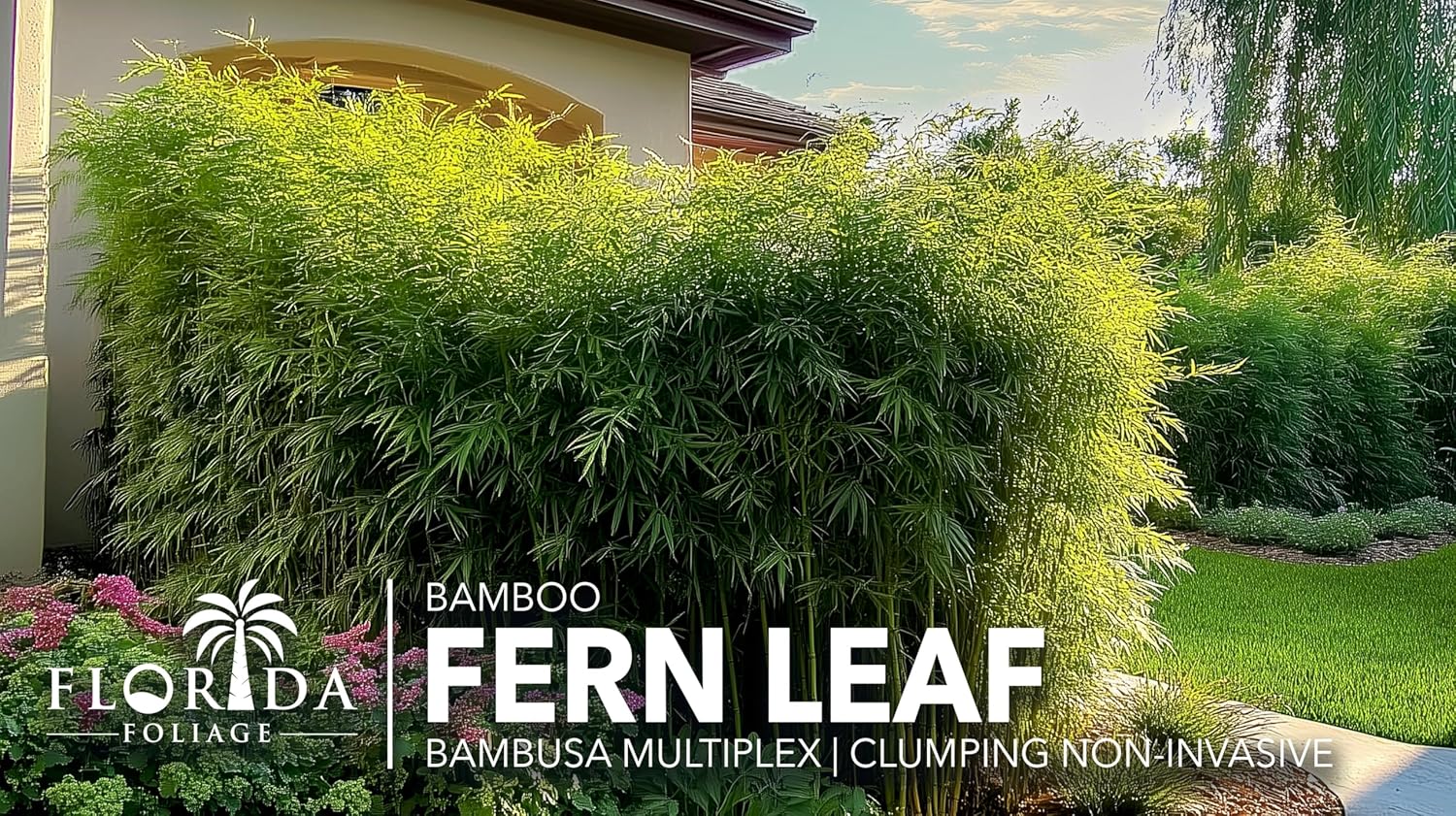 Bamboo Golden Goddess | 1 Large Gallon Size Plant | Bambusa multiplex | Fast Growing Clumping Bamboo | Privacy Hedge Windbreak Landscapes Borders Beds Decorative Accent Outdoor Screening Garden Zone
