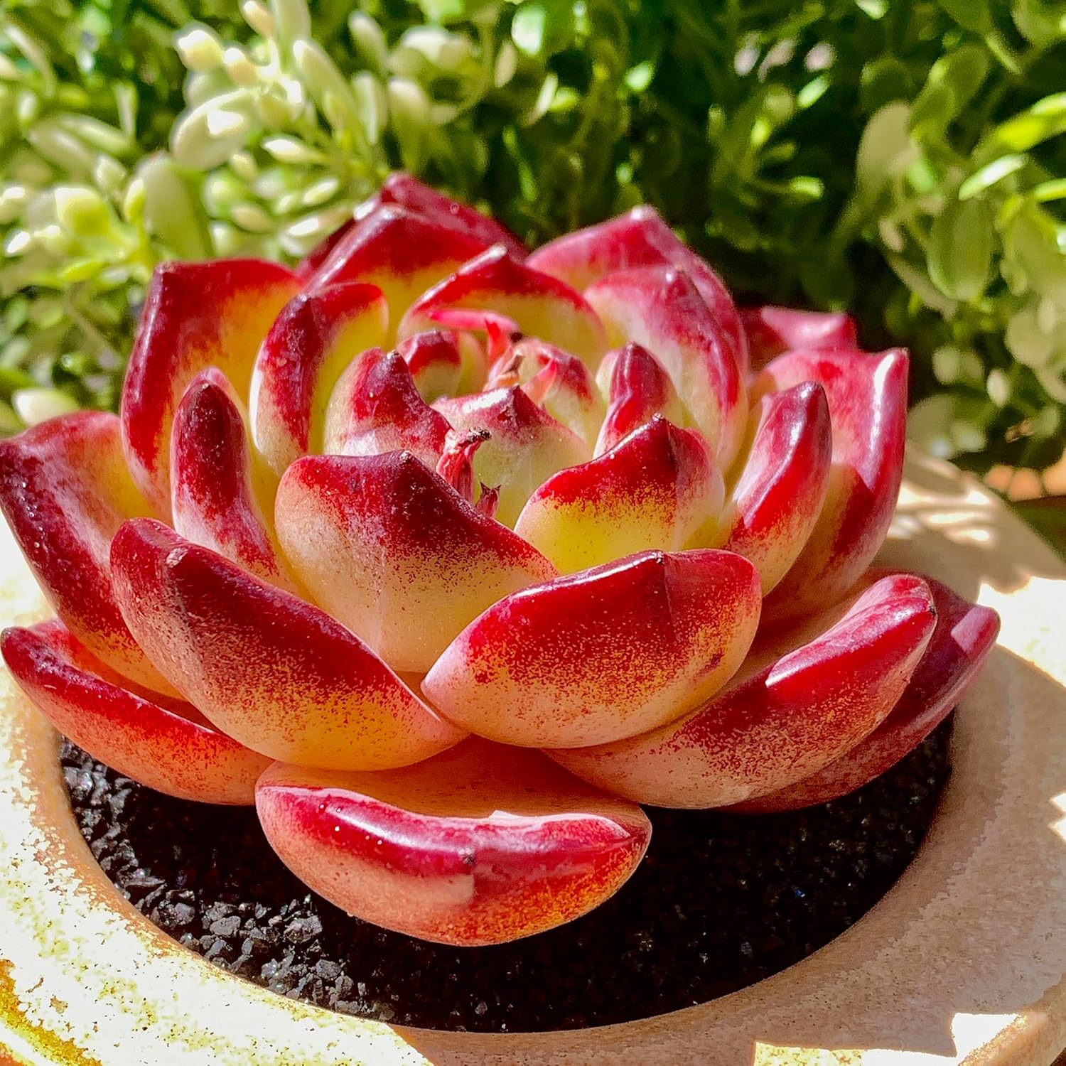 Echeveria Daredevil Rare Live Succulent Plants, Red 1 Head 2.5" Live Plant, Package Without Pot Soil, Garden Indoor Office Desk, Wedding Party Baby Shower Decoration, Friend Plant Lovers Gifts