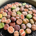 Lithops Random Mix Rare Live Succulent Plants, 30/50/100 Pcs Succulent Live Plant, Bare Root Without Pot Soil, Garden Indoor Office, Friend Plant Lovers Gifts (Normal 100pcs)