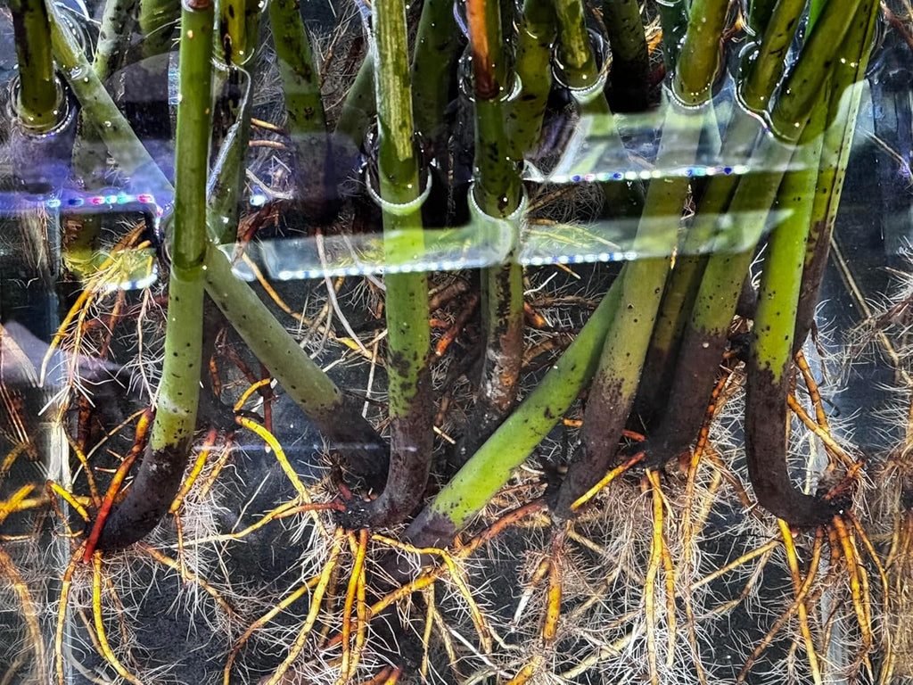Generic AquaGardens | Red Mangrove - Live Plant (Small), Green