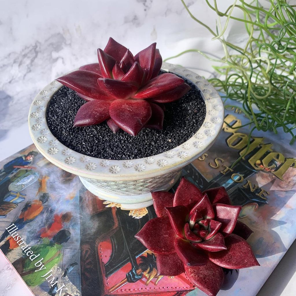 Echeveria Agavoides v Romeo Rubin Big Rare Live Succulent Plants, 1 Head 2-2.5" Bare Root Without Pot & Soil, Garden Indoor Office Desk Baby Shower Decoration, Friend Plant Lovers Gifts