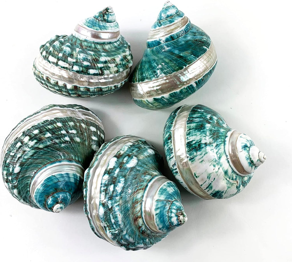 Heyiwell Natural Large Jade Banded Turbo Seashells&Hermit Crab Shells 3.5"~4.5" Inch