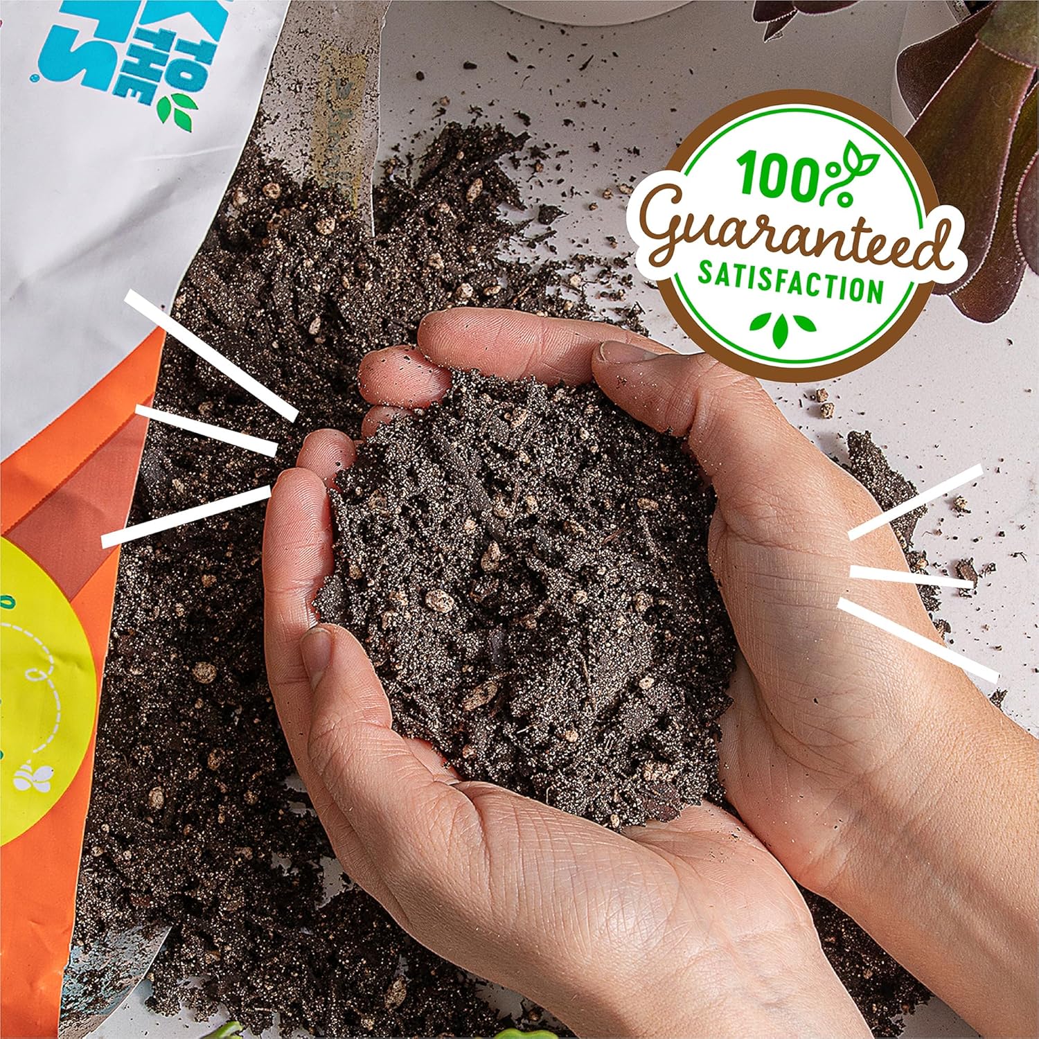 Back to The Roots 100% Organic Succulent & Cacti Mix (Value 12 Quart) | Made in The USA