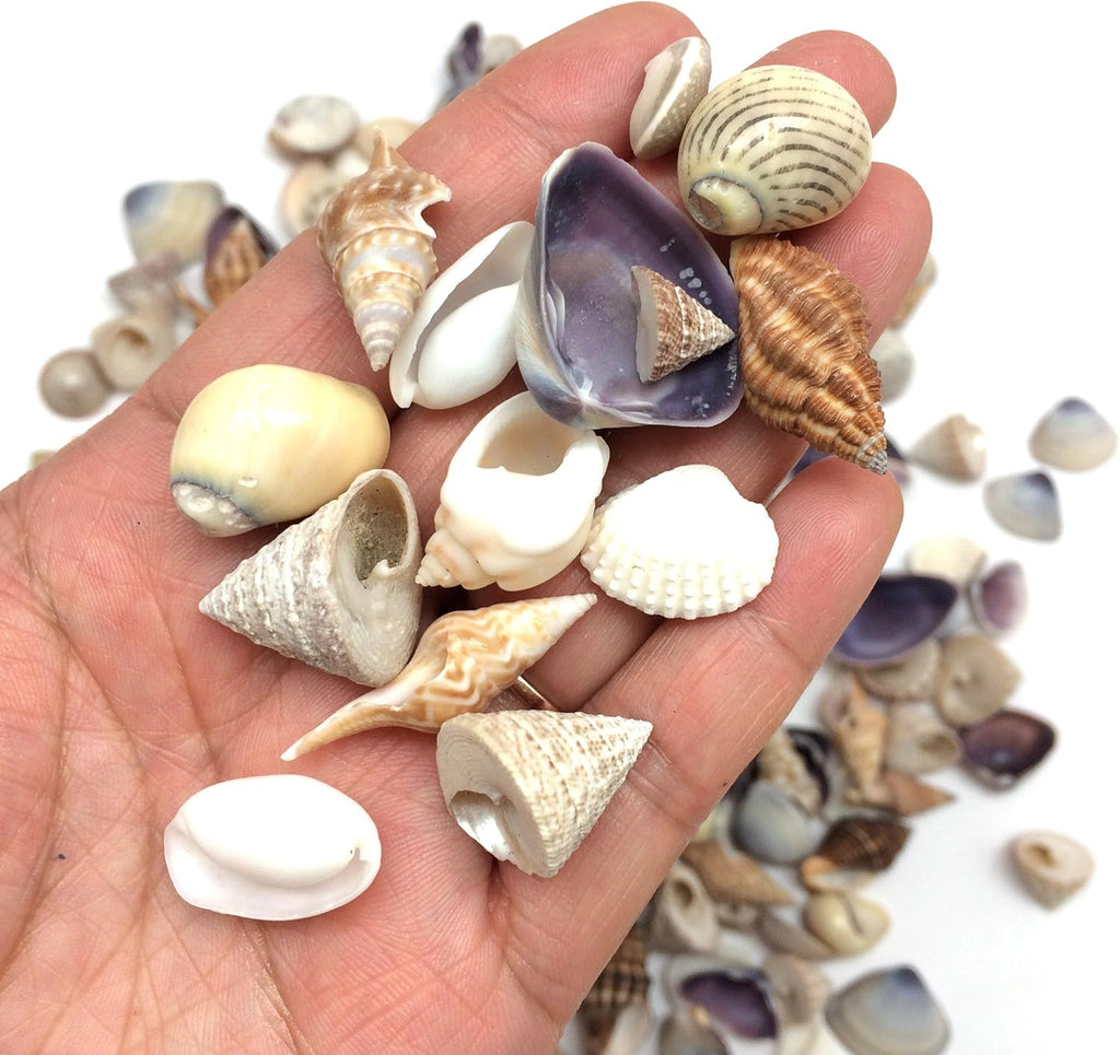PEPPERLONELY Small Mix Sea Shells, Very Clean, 8 OZ Apprx. 340+ PC Shells, 1/2 Inch ~ 1 Inch