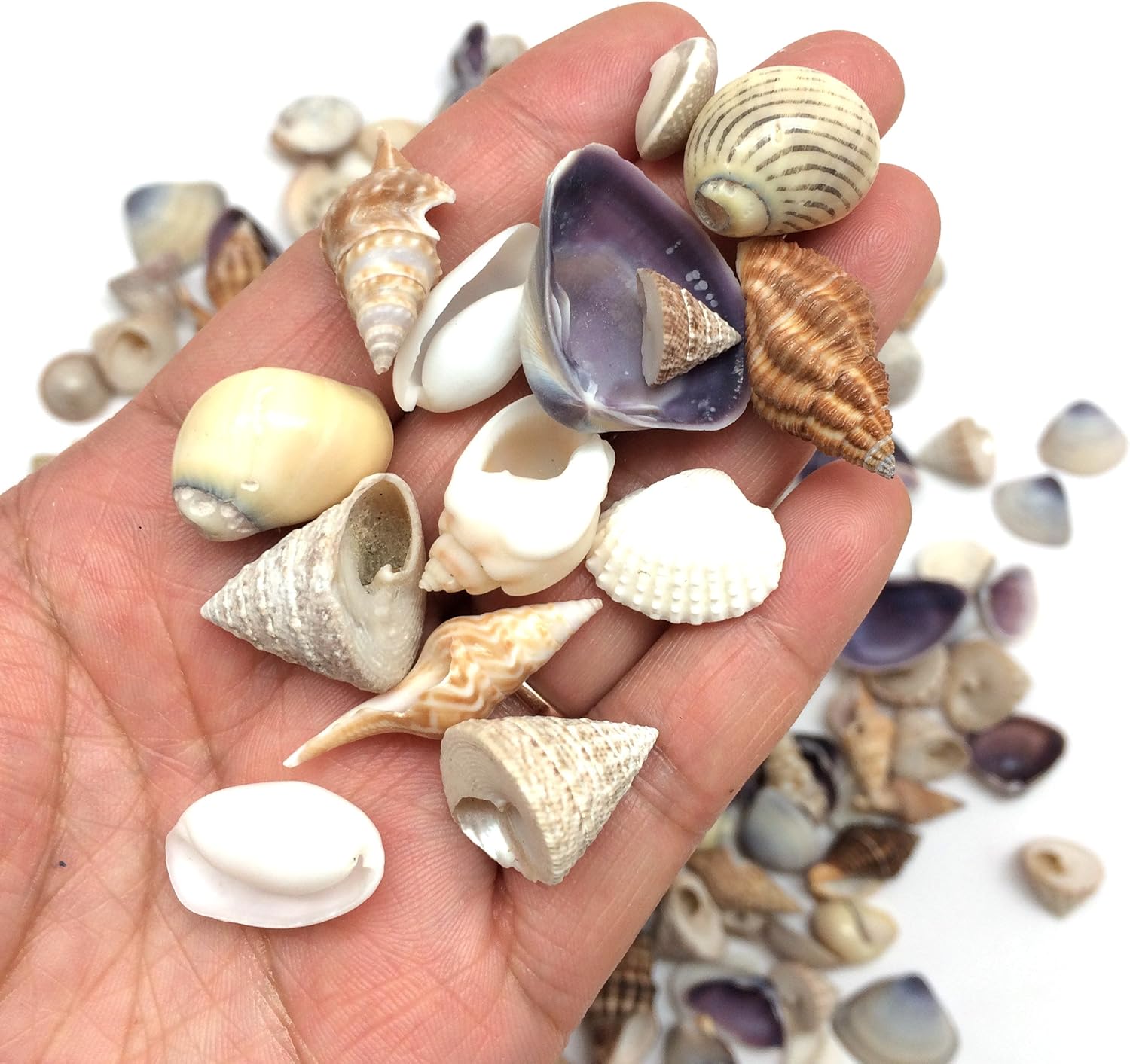 PEPPERLONELY Small Mix Sea Shells, Very Clean, 8 OZ Apprx. 340+ PC Shells, 1/2 Inch ~ 1 Inch