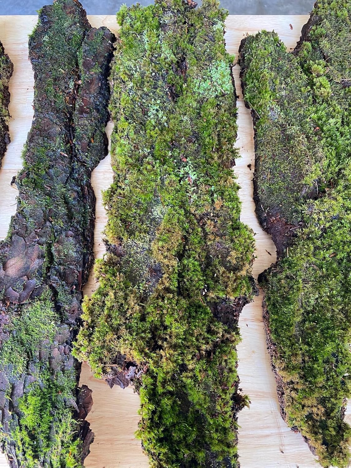 Natural Moss Covered Wood Shingles, Decorative Wall Panels for Terrariums, Aquariums, Green Living Decor 1Sq Ft 3pc
