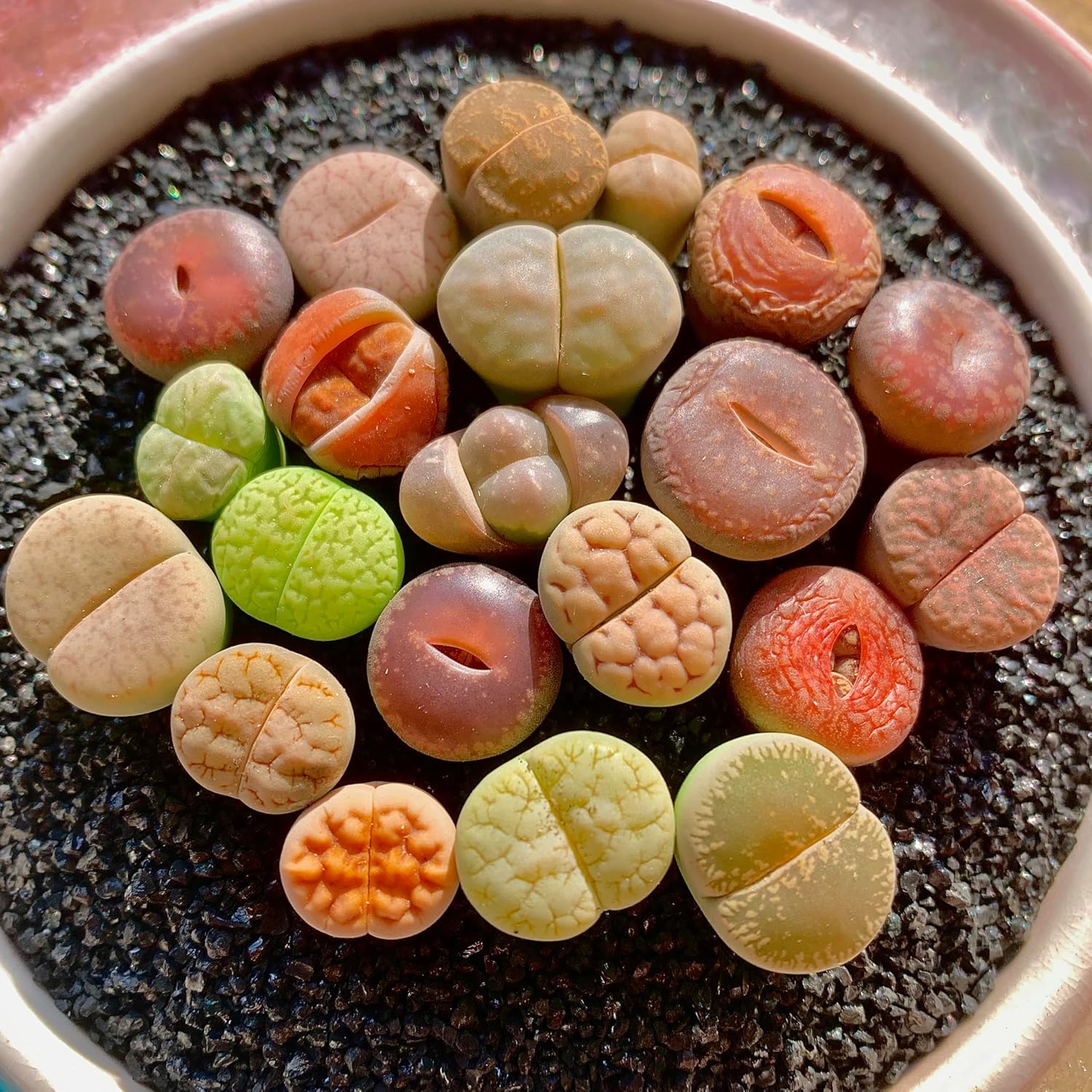 Lithops Succulent Plants Live – 0.6-0.8" 100 Pcs Rare Living Stones Mix, Succulents Bare Root Without Pot & Soil, Easy-Care Indoor Office Desk Decoration, Unique Plant Gifts for Succulent Lovers