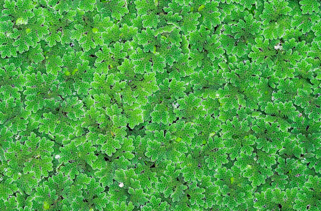 Azolla caroliniana Live Floating Pond Plant Huge Portion Mosquito Fern Water Velvet Fairy Moss Aquarium Outdoor Ponds Fast Growth Outcompetes Algae Fish Food filiculoides Live Aquarium Floating Plant