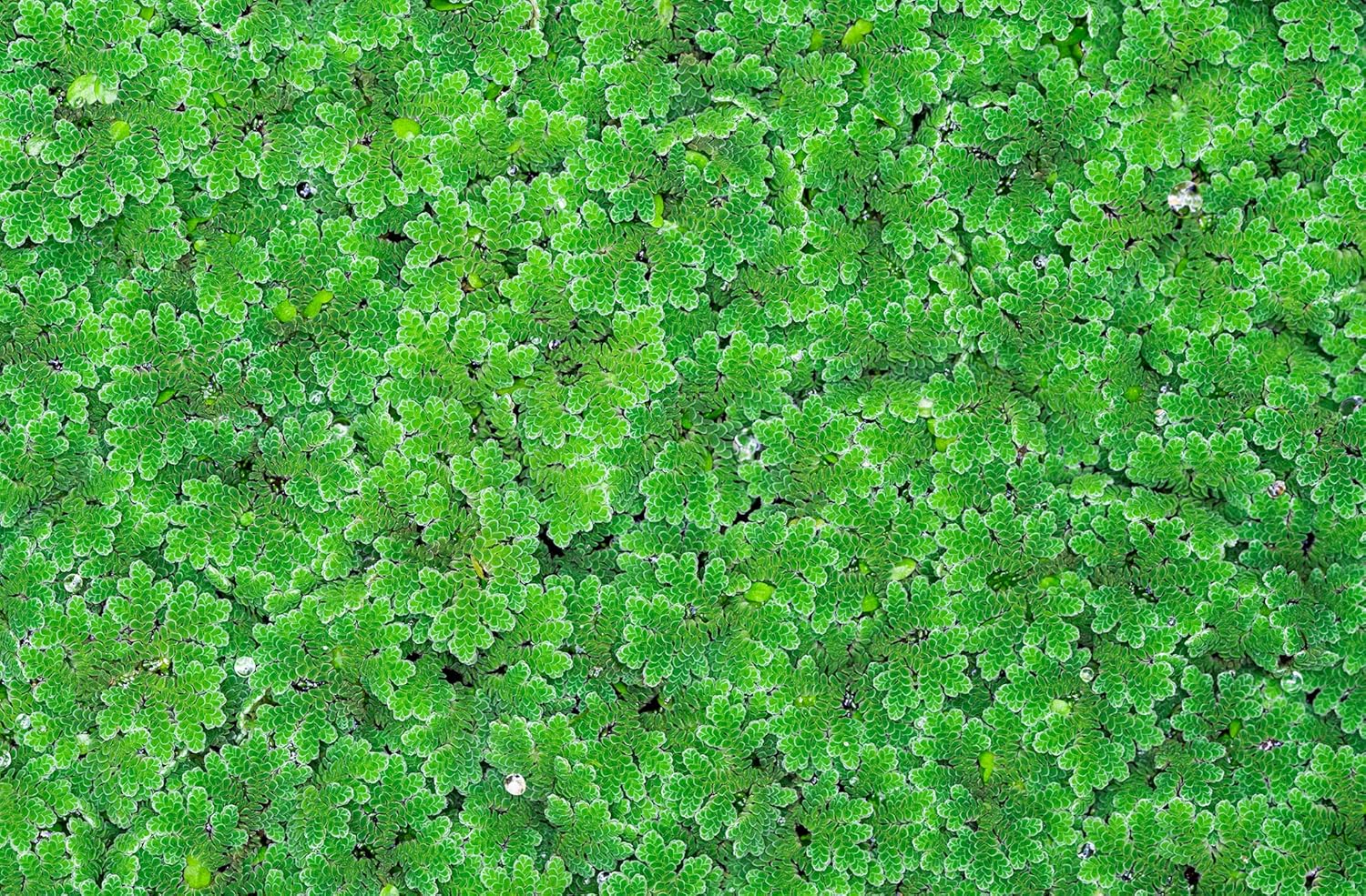 Azolla caroliniana Live Floating Pond Plant Huge Portion Mosquito Fern Water Velvet Fairy Moss Aquarium Outdoor Ponds Fast Growth Outcompetes Algae Fish Food filiculoides Live Aquarium Floating Plant