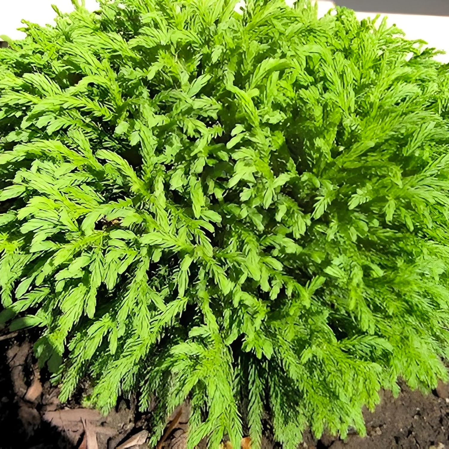 Cryptomeria Globosa Nana – Dwarf Evergreen Shrub, Compact Globe-Shaped Foliage, Hardy Live Plant for Garden & Landscape(2 Gallon/Potted/Single)
