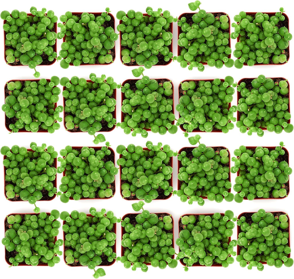 Shop Succulents String of Pearls Succulent Plant 2" Grow Pot Pack of 256